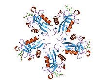 Blood type diet and Lectins